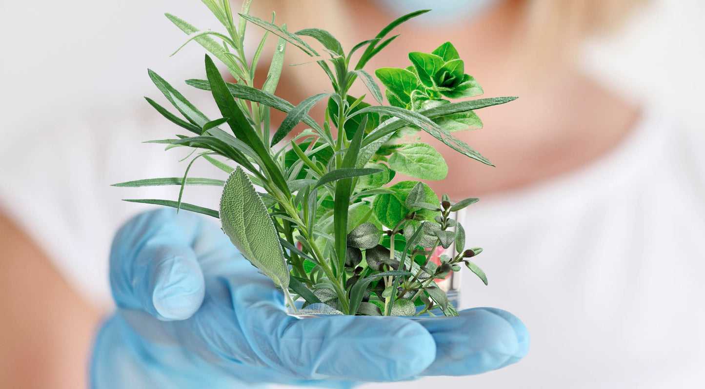 Mother Nature's Potent Antibiotic