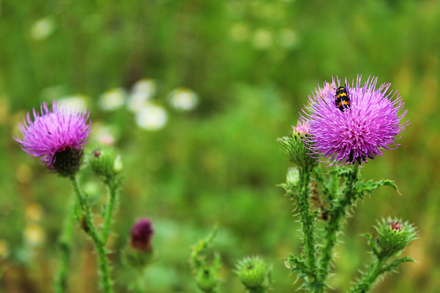 thistle