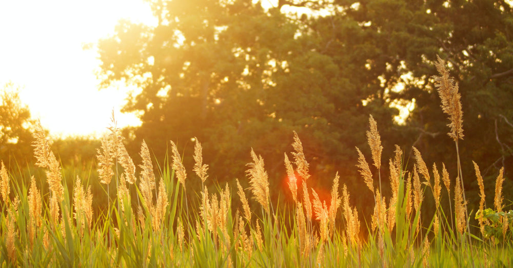 Struggle With Summer Allergies?